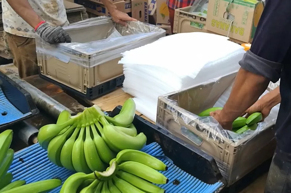 Neueste Unternehmensblogs über From Banana Farms to Global Agriculture: How Reusable Plastic Crates Are Evolving