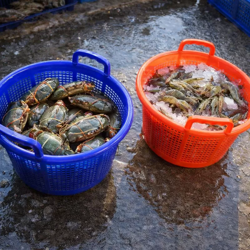 Neueste Unternehmensblogs über What Should Buyers Check When Evaluating a Plastic Shrimp Basket Sample?